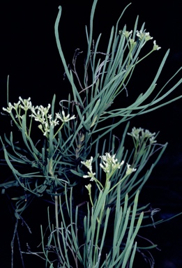 APII jpeg image of Conospermum sphacelatum  © contact APII