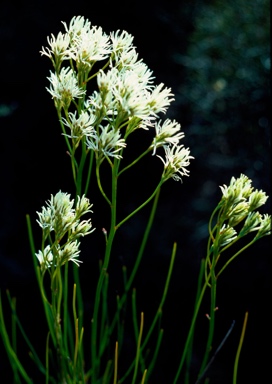 APII jpeg image of Conospermum teretifolium  © contact APII