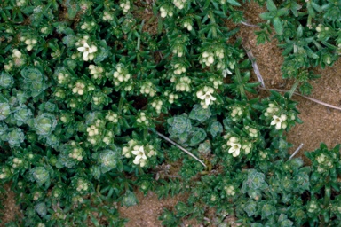 APII jpeg image of Asperula pusilla  © contact APII