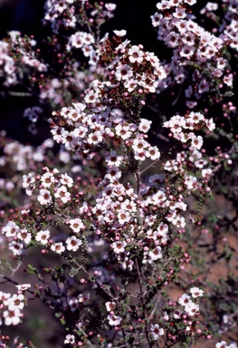 APII jpeg image of Ericomyrtus serpyllifolia  © contact APII
