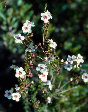 APII jpeg image of Baeckea grandiflora  © contact APII