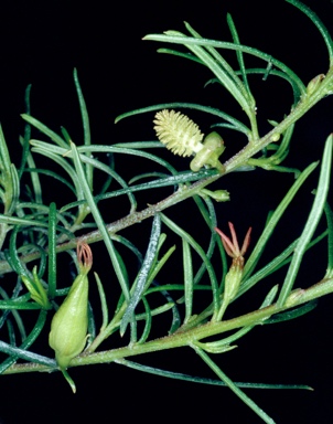 APII jpeg image of Bertya cunninghamii subsp. rupicola  © contact APII