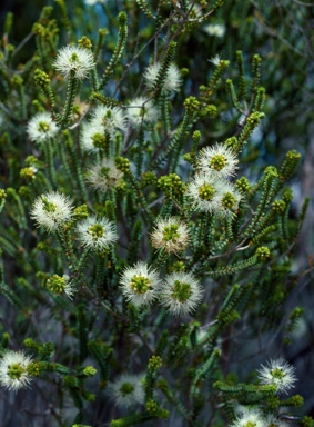 APII jpeg image of Beaufortia elegans  © contact APII