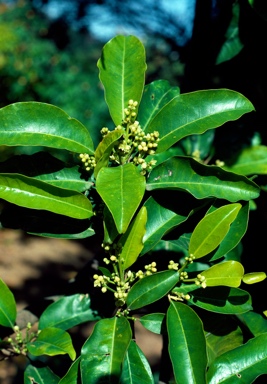 APII jpeg image of Sarcomelicope simplicifolia subsp. simplicifolia  © contact APII