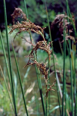 APII jpeg image of Baumea articulata  © contact APII