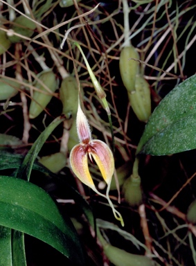 APII jpeg image of Bulbophyllum masdevalliaceum  © contact APII