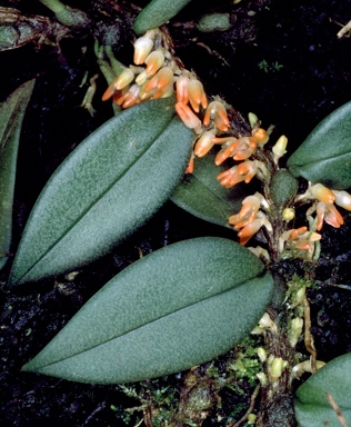 APII jpeg image of Bulbophyllum schillerianum  © contact APII