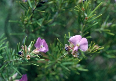 APII jpeg image of Mirbelia speciosa subsp. ringrosei  © contact APII