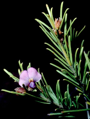 APII jpeg image of Mirbelia speciosa subsp. ringrosei  © contact APII