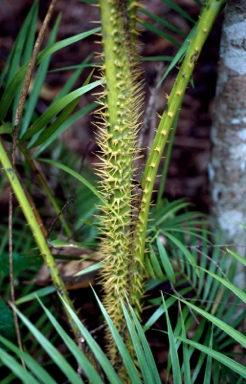 APII jpeg image of Calamus australis  © contact APII