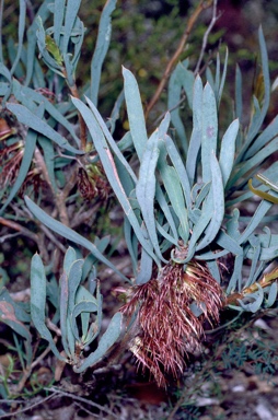 APII jpeg image of Calothamnus planifolius var. pallidifolius  © contact APII