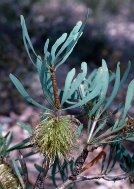 APII jpeg image of Calothamnus planifolius var. pallidifolius  © contact APII