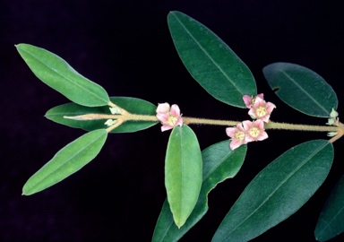 APII jpeg image of Boronia lanceolata  © contact APII