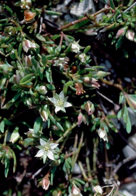 APII jpeg image of Boronia parviflora  © contact APII