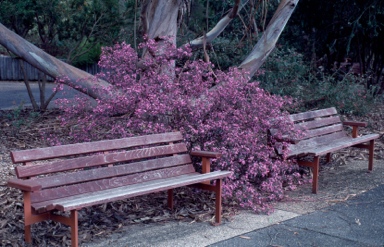 APII jpeg image of Boronia mollis 'Telopea Valley Star'  © contact APII