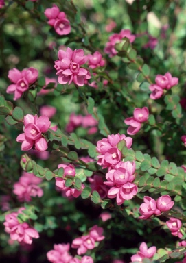 APII jpeg image of Boronia serrulata  © contact APII