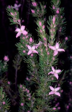 APII jpeg image of Boronia subulifolia  © contact APII