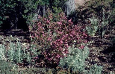 APII jpeg image of Boronia serrulata 'Aussie Rose'  © contact APII