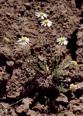 APII jpeg image of Brachyscome tetrapterocarpa  © contact APII