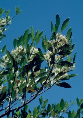 APII jpeg image of Psydrax oleifolia  © contact APII
