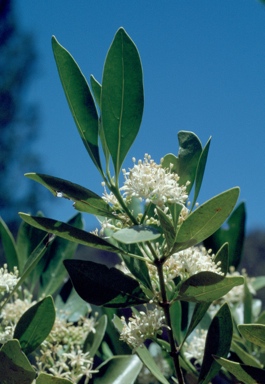 APII jpeg image of Psydrax oleifolia  © contact APII