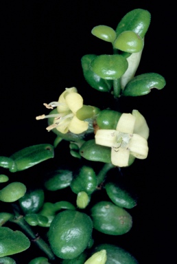 APII jpeg image of Everistia vacciniifolia  © contact APII