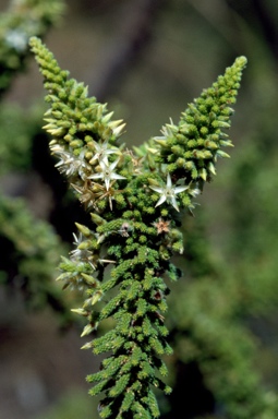 APII jpeg image of Calytrix achaeta  © contact APII