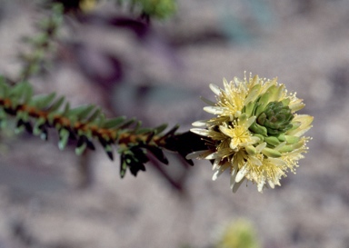 APII jpeg image of Calytrix pimeleoides  © contact APII