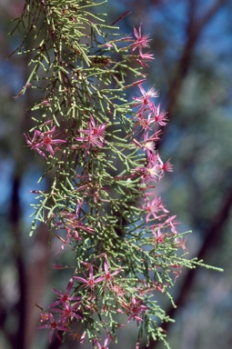 APII jpeg image of Calytrix exstipulata  © contact APII