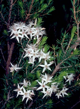 APII jpeg image of Calytrix tetragona  © contact APII