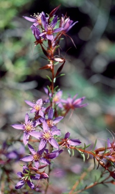 APII jpeg image of Calytrix variabilis  © contact APII