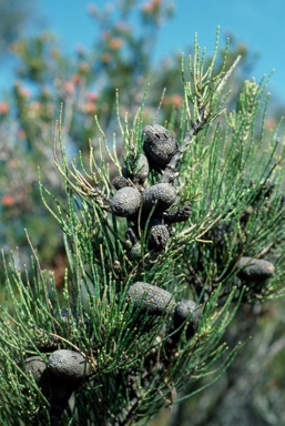 APII jpeg image of Allocasuarina humilis  © contact APII