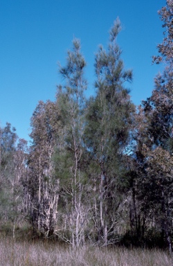 APII jpeg image of Casuarina glauca  © contact APII