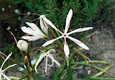 APII jpeg image of Crinum arenarium  © contact APII