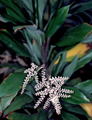 APII jpeg image of Cordyline cannifolia  © contact APII