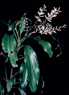 APII jpeg image of Cordyline murchisoniae  © contact APII