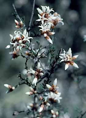 APII jpeg image of Cryptandra speciosa subsp. speciosa  © contact APII