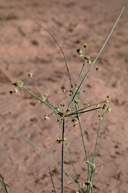 APII jpeg image of Cyperus carinatus  © contact APII