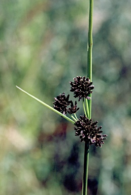 APII jpeg image of Cyperus difformis  © contact APII