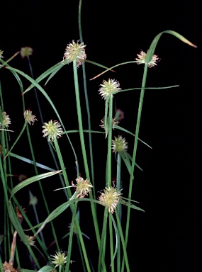 APII jpeg image of Cyperus sphaeroideus  © contact APII