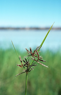 APII jpeg image of Cyperus victoriensis  © contact APII