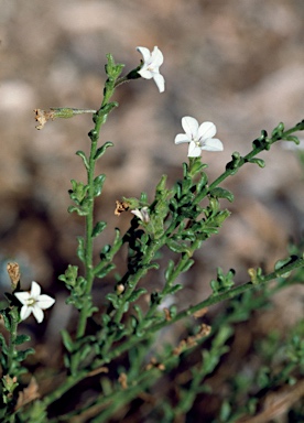 APII jpeg image of Cyphanthera myosotidea  © contact APII