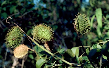 APII jpeg image of Caesalpinia major  © contact APII