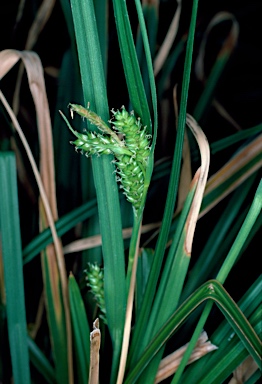 APII jpeg image of Carex gunniana  © contact APII