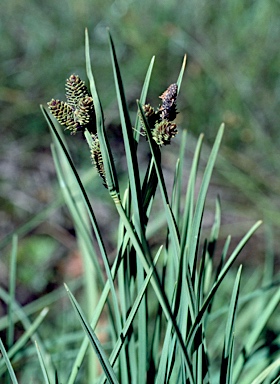 APII jpeg image of Carex hypandra  © contact APII