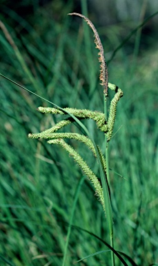 APII jpeg image of Carex polyantha  © contact APII