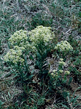 APII jpeg image of Lepidium draba subsp. draba  © contact APII