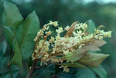 APII jpeg image of Carnarvonia araliifolia var. montana  © contact APII