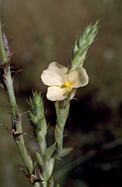 APII jpeg image of Cartonema sp. B Kimberley Flora (D.J.Edinger 336)  © contact APII