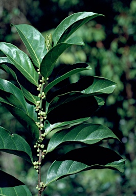 APII jpeg image of Casearia grewiifolia var. gelonioides  © contact APII